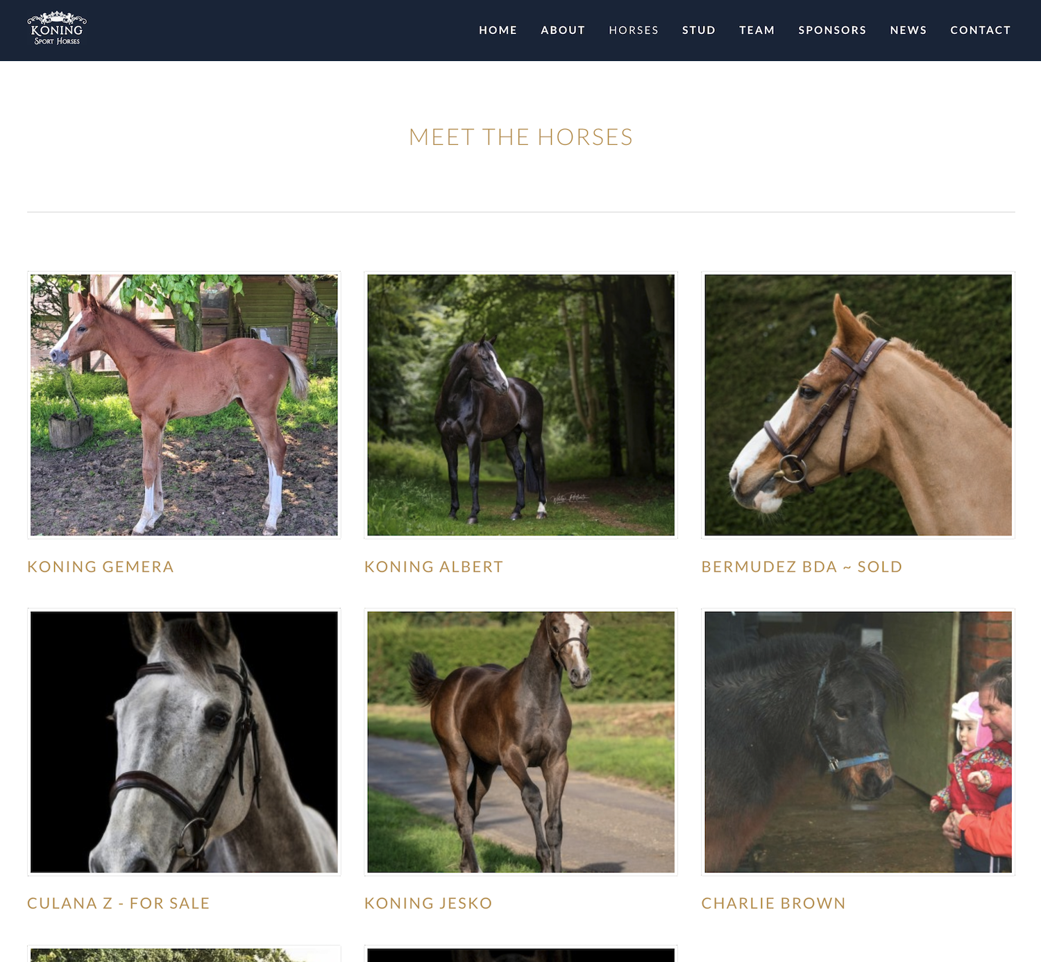 Koning Sports Horses by WA Designs