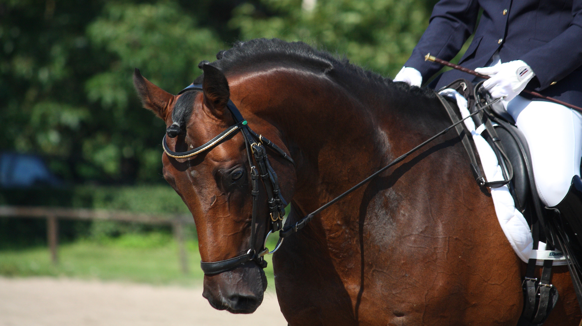 British Riding Clubs Area 16