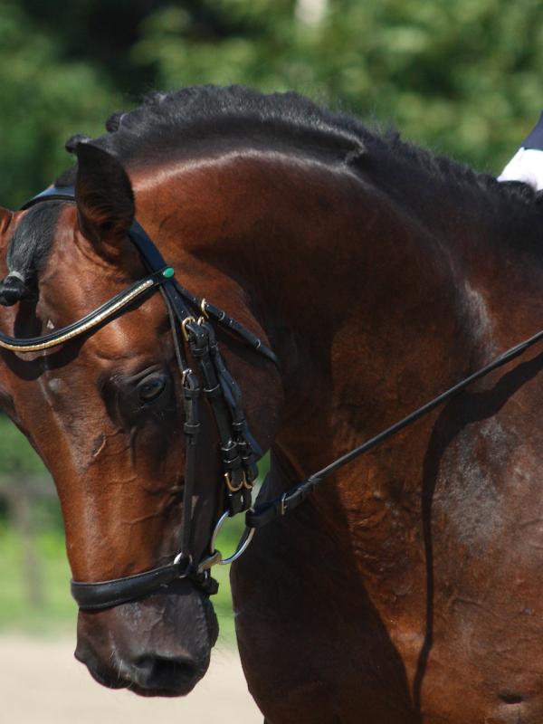 British Riding Clubs Area 16