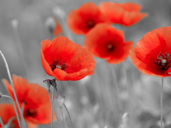 Colsterworth Festival of Remembrance