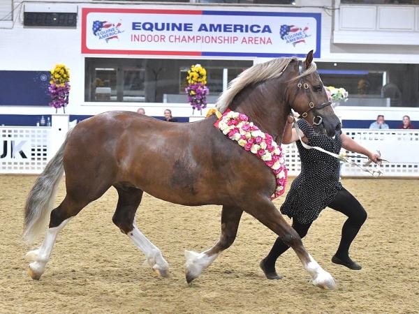 Equine Sports UK