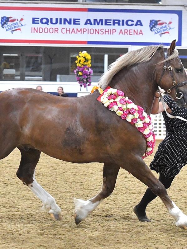 Equine Sports UK