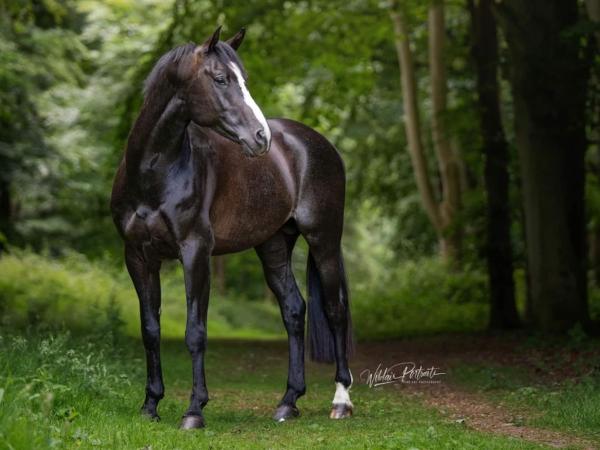 Koning Sport Horses