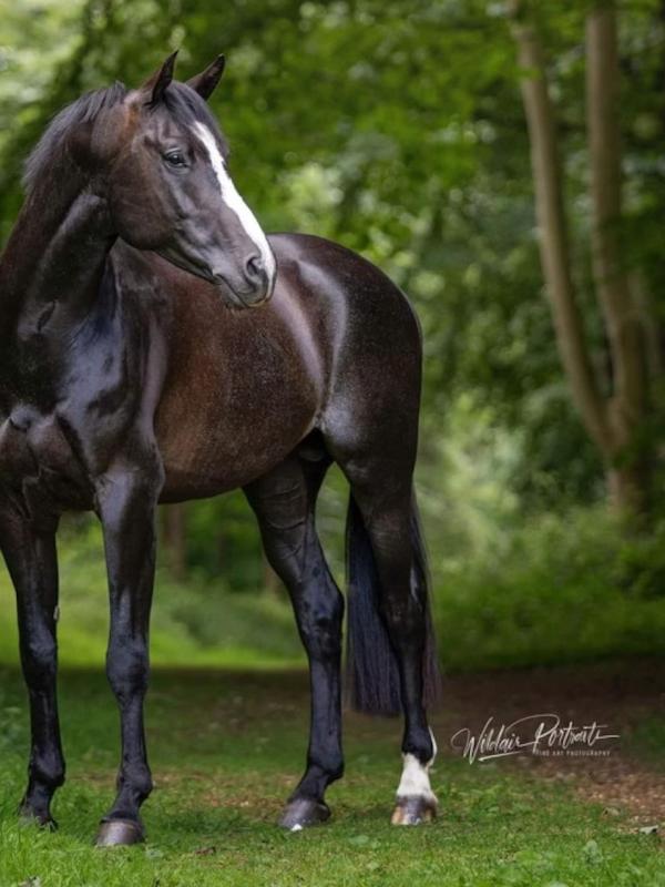 Koning Sport Horses